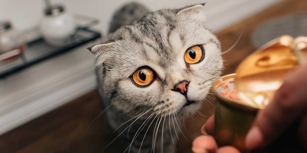 Can I Feed My Cat Tuna? The Possible Effects You Won't Like!