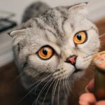 Can I Feed My Cat Tuna? The Possible Effects You Won't Like!