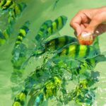 Can I Feed My Fish Bread? We Bet You Don't Know This!