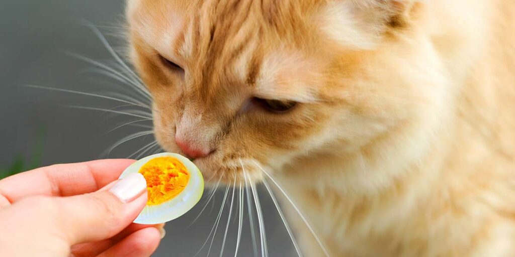 Can I Feed My Cat Eggs? The Involved Risks!