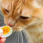Can I Feed My Cat Eggs? The Involved Risks!