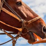 Can I Feed My Horse Carrots? Raw Or Cooked?