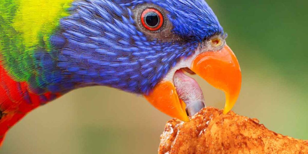 Can I Feed My Parrot Chicken? Potential Hazards Of Protein!