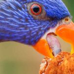 Can I Feed My Parrot Chicken? Potential Hazards Of Protein!