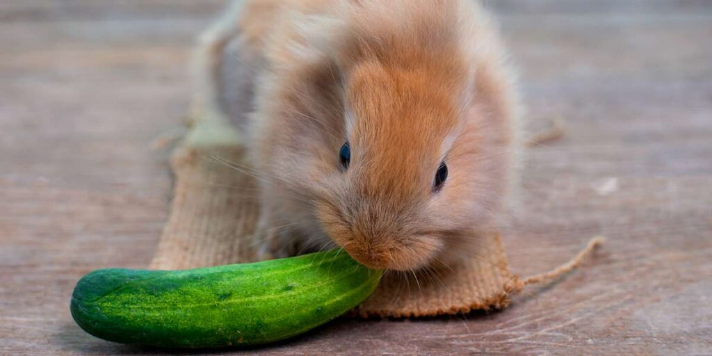 Can I Feed My Rabbit Cucumber? How To Safely Introduce It!