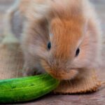 Can I Feed My Rabbit Cucumber? How To Safely Introduce It!
