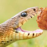 Can I Feed My Snake Chicken? The 5 Crucial Risks!