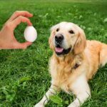 Can I Feed My Dog Eggs? Discover The Truth!