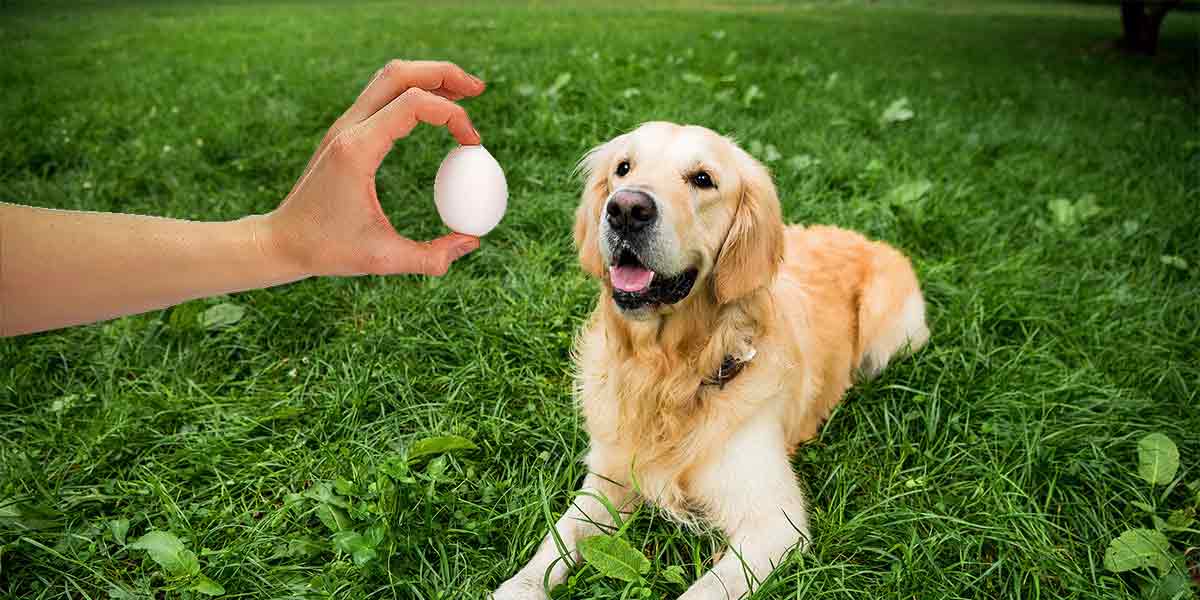 Can I Feed My Dog Eggs? Discover The Truth!