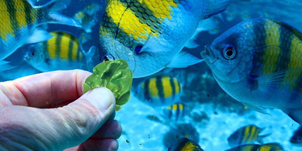 Can I Feed My Fish Spinach? Unmasking The Danger!