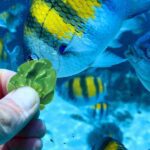 Can I Feed My Fish Spinach? Unmasking The Danger!