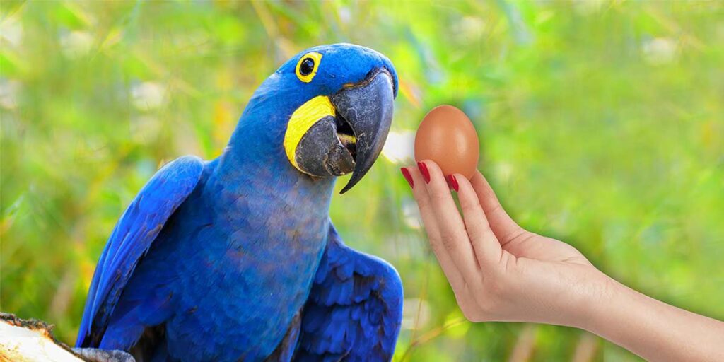 Can I Feed My Parrot Eggs? The 7 Fatal Risks!