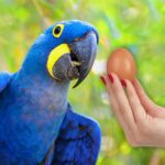 Can I Feed My Parrot Eggs? The 7 Fatal Risks!