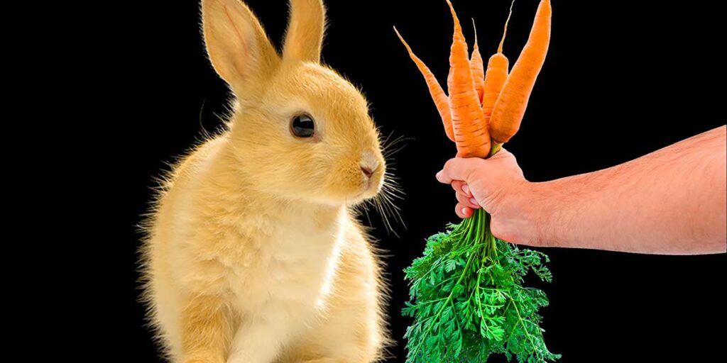 Can I Feed My Rabbit Carrots? The 3 Potential Risks!