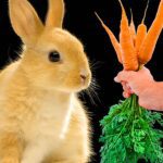 Can I Feed My Rabbit Carrots? The 3 Potential Risks!