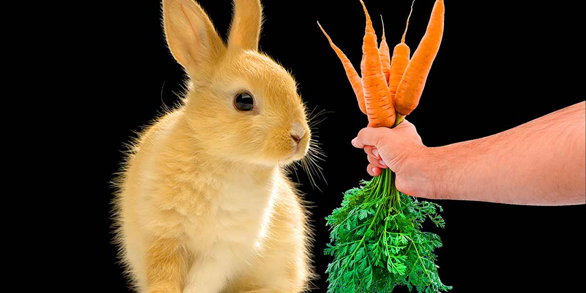 Can I Feed My Rabbit Carrots? The 3 Potential Risks!