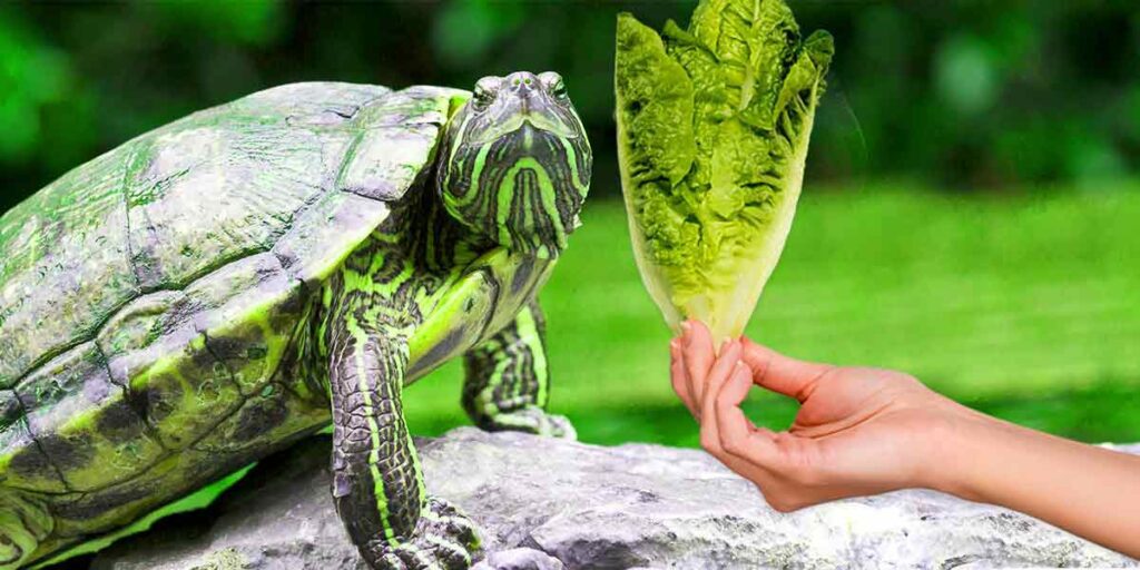 Can I Feed My Turtle Lettuce? Effects And Risks!