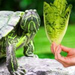 Can I Feed My Turtle Lettuce? Effects And Risks!