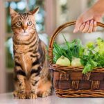 Can I Feed My Cat Vegetables? Only By The Right Way!