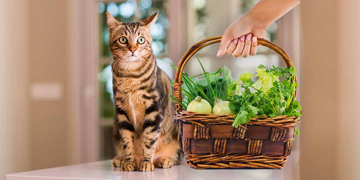 Can I Feed My Cat Vegetables? Only By The Right Way!