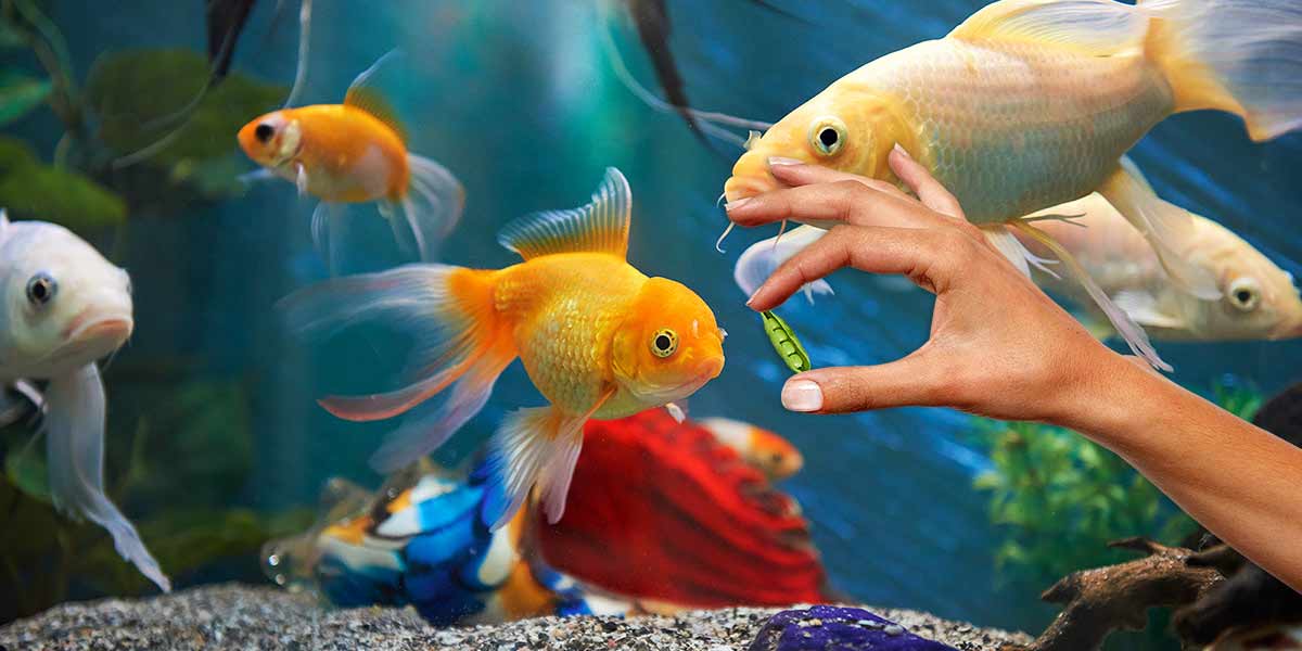 Can I Feed My Fish Peas? The Right Way To Avoid Risks!