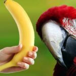 Can I Feed My Parrot Banana? Benefits & Safety Risks!
