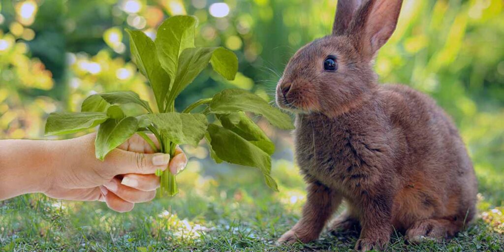 Can I Feed My Rabbit Spinach? Benefits And Risks!