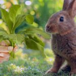 Can I Feed My Rabbit Spinach? Benefits And Risks!