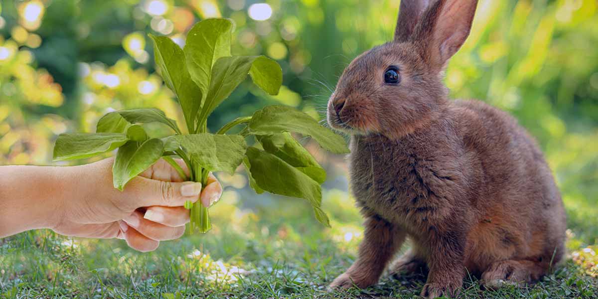 Can I Feed My Rabbit Spinach? Benefits And Risks!