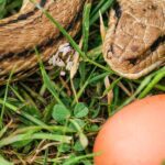 Can I Feed My Snake Eggs? An Unexpected Answer!
