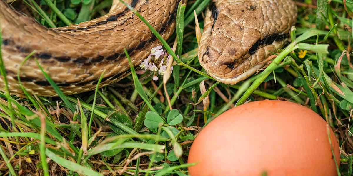 Can I Feed My Snake Eggs? An Unexpected Answer!