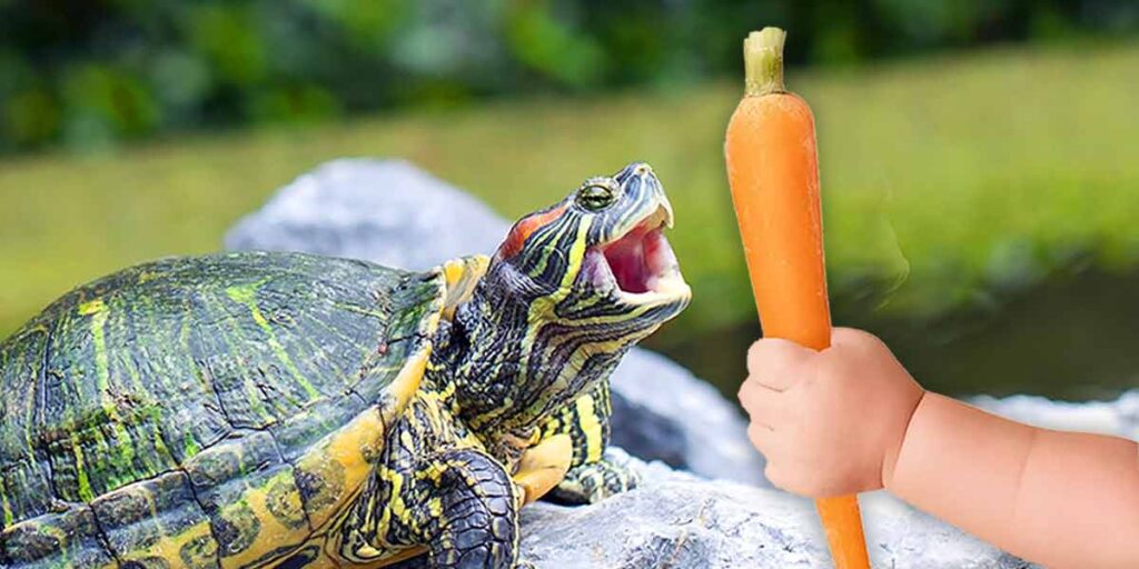 Can I Feed My Turtle Carrots? Benefits, Risks & Way To Do It!