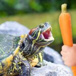 Can I Feed My Turtle Carrots? Benefits, Risks & Way To Do It!