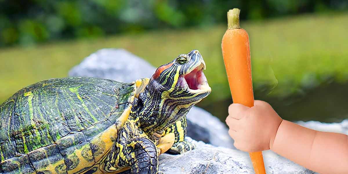 Can I Feed My Turtle Carrots? Benefits, Risks & Way To Do It!