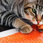 Can I Feed My Cat Salmon? 5 Key Tips To Avoid Contamination!