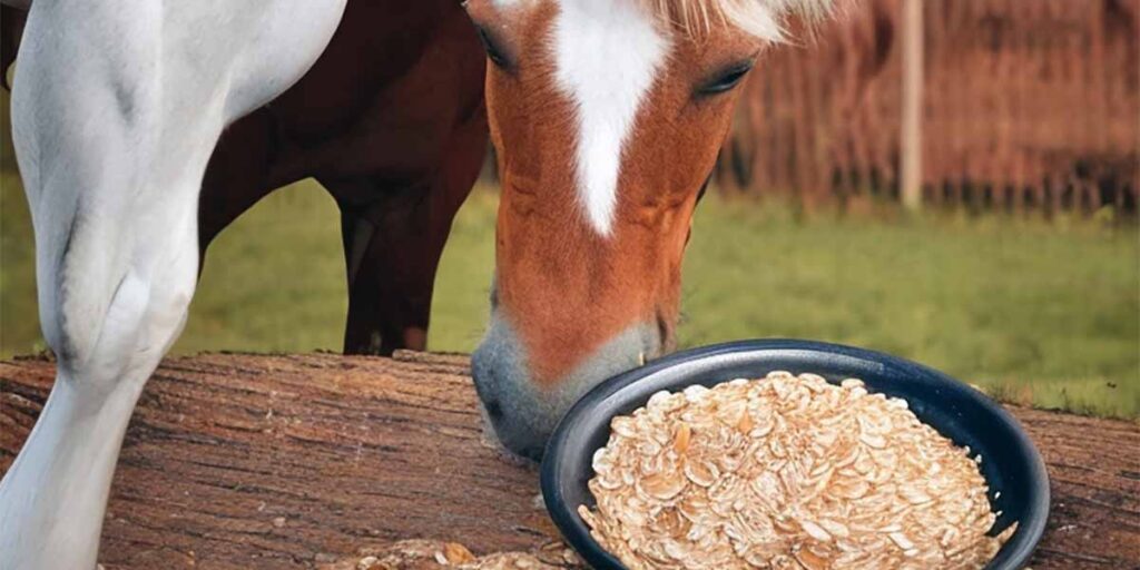 Can I Feed My Horse Oats? The Whole Truth!