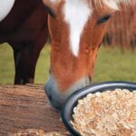 Can I Feed My Horse Oats? The Whole Truth!