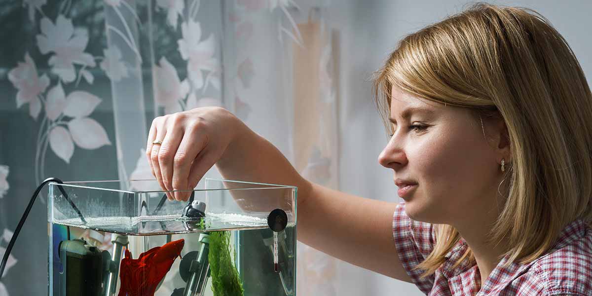 Can I Feed My Fish Lettuce? Be Aware Of This!