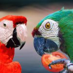 Can I feed my parrot tomatoes?