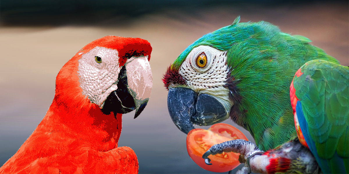 Can I feed my parrot tomatoes?