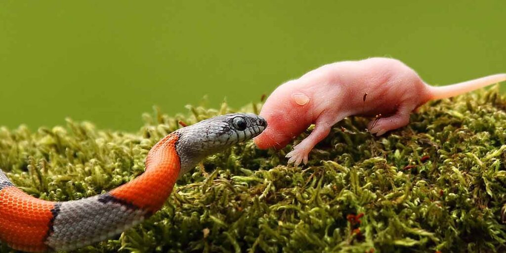 Can I Feed My Snake Wild Mice? Watch This!