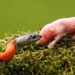 Can I Feed My Snake Wild Mice? Watch This!