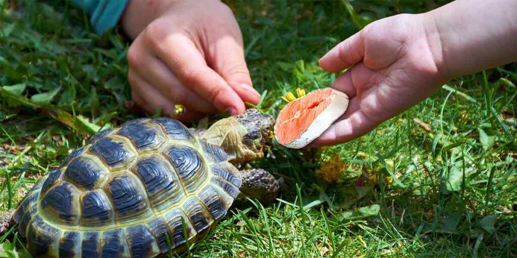 Can I Feed My Turtle Fish Food? The Truth!