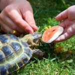 Can I Feed My Turtle Fish Food? The Truth!