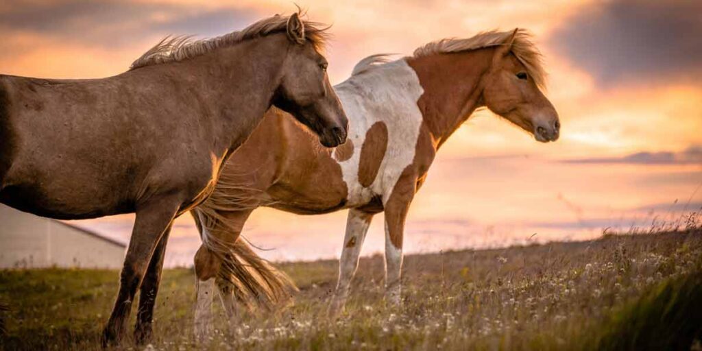 Can I feed my horse bananas?