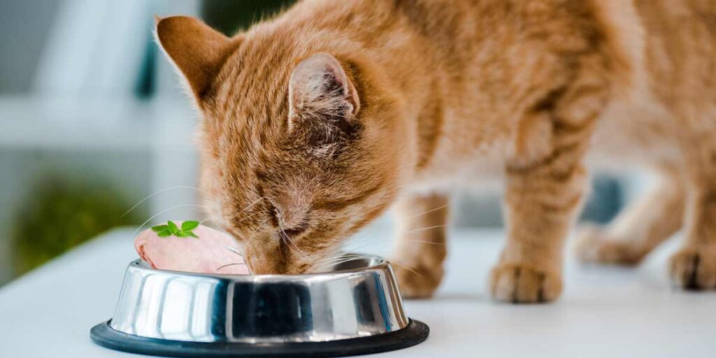 Can I Feed My Cat Raw Chicken? 4 Fatal Risks!