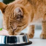 Can I Feed My Cat Raw Chicken? 4 Fatal Risks!