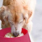 Can I feed my dog rice?
