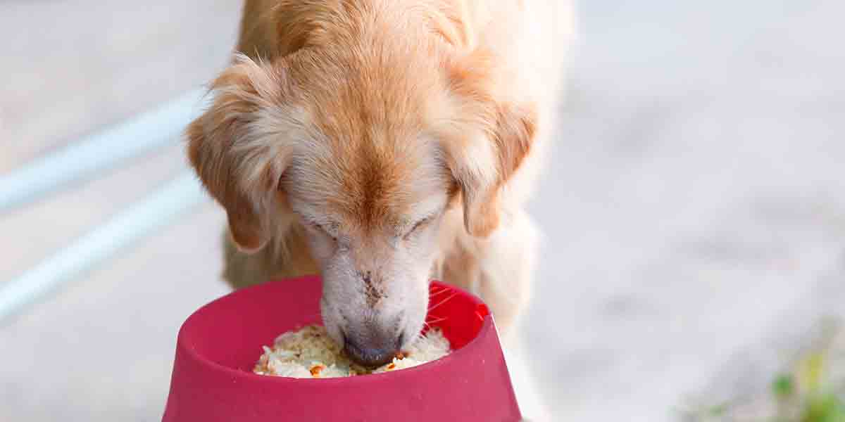 Can I feed my dog rice?