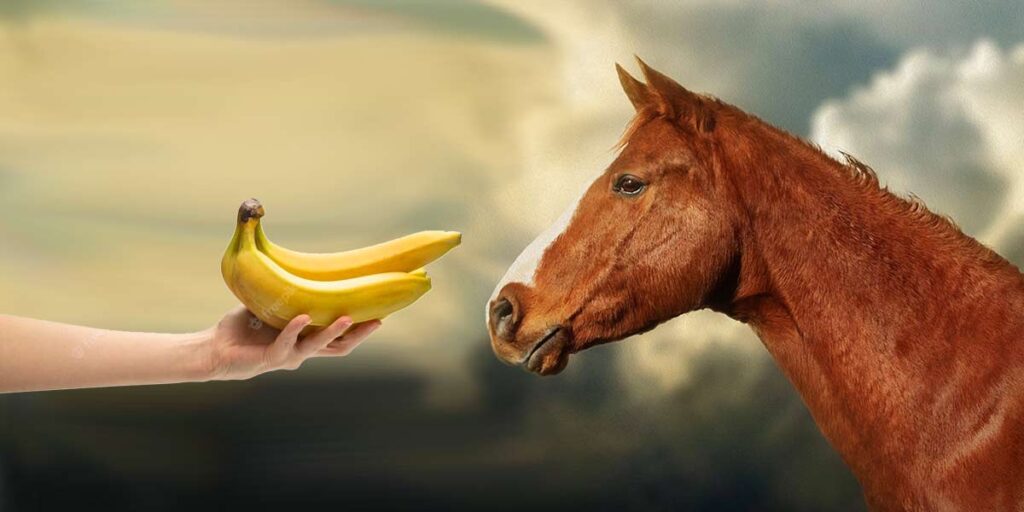 Can I Feed My Horse Bananas?